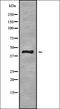 G Protein-Coupled Receptor 85 antibody, orb336405, Biorbyt, Western Blot image 