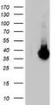 Low Density Lipoprotein Receptor Adaptor Protein 1 antibody, TA503851S, Origene, Western Blot image 