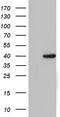 Transcription Factor B1, Mitochondrial antibody, TA804108, Origene, Western Blot image 