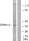 Olfactory Receptor Family 4 Subfamily A Member 16 antibody, abx015424, Abbexa, Western Blot image 