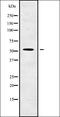 Aquaporin-8 antibody, orb338020, Biorbyt, Western Blot image 