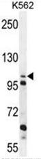 Zinc Finger GRF-Type Containing 1 antibody, AP50626PU-N, Origene, Western Blot image 