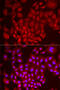 DDB1- and CUL4-associated factor 7 antibody, 22-487, ProSci, Immunofluorescence image 