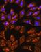 Ribosomal Protein S3 antibody, GTX54720, GeneTex, Immunocytochemistry image 