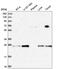 KxDL Motif Containing 1 antibody, HPA041507, Atlas Antibodies, Western Blot image 