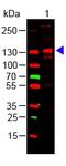 Collagen Type III Alpha 1 Chain antibody, A00788, Boster Biological Technology, Western Blot image 