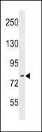 Rho Guanine Nucleotide Exchange Factor 33 antibody, PA5-49183, Invitrogen Antibodies, Western Blot image 
