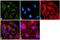 Ubiquitin-like-conjugating enzyme ATG3 antibody, 720056, Invitrogen Antibodies, Immunofluorescence image 