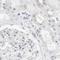 Centriole, Cilia And Spindle Associated Protein antibody, NBP1-83446, Novus Biologicals, Immunohistochemistry paraffin image 