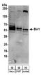 Bridging Integrator 1 antibody, A302-729A, Bethyl Labs, Western Blot image 
