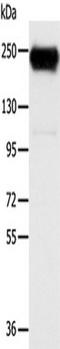 Ribosome Binding Protein 1 antibody, TA350378, Origene, Western Blot image 