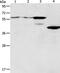 PiggyBac Transposable Element Derived 2 antibody, PA5-50284, Invitrogen Antibodies, Western Blot image 