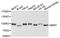 Inner Membrane Mitochondrial Protein antibody, A2751, ABclonal Technology, Western Blot image 