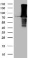 Fermitin family homolog 3 antibody, MA5-26932, Invitrogen Antibodies, Western Blot image 