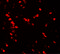 NUCB2 antibody, 7271, ProSci Inc, Immunofluorescence image 