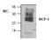 C-C Motif Chemokine Ligand 2 antibody, TA319048, Origene, Western Blot image 