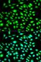 Cyclin-H antibody, orb48966, Biorbyt, Immunofluorescence image 