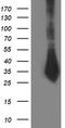 Sirtuin 5 antibody, CF503281, Origene, Western Blot image 