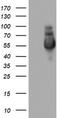 NGFI-A Binding Protein 1 antibody, TA802908S, Origene, Western Blot image 