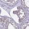 VSIG3 antibody, HPA046377, Atlas Antibodies, Immunohistochemistry frozen image 