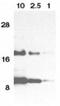 Eotaxin-1 antibody, NBP1-77046, Novus Biologicals, Western Blot image 