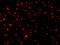 Peptidyl-TRNA Hydrolase 2 antibody, A02459, Boster Biological Technology, Immunofluorescence image 