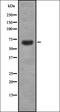 Cdk5 And Abl Enzyme Substrate 1 antibody, orb337464, Biorbyt, Western Blot image 