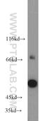 HMMR antibody, 15820-1-AP, Proteintech Group, Western Blot image 