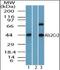 STE20 Related Adaptor Beta antibody, orb96254, Biorbyt, Western Blot image 