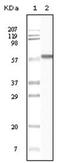 CKI-alpha antibody, AM06137SU-N, Origene, Western Blot image 