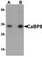 Calneuron 1 antibody, orb75466, Biorbyt, Western Blot image 