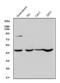 Zinc finger protein 42 homolog antibody, A08177-1, Boster Biological Technology, Western Blot image 