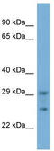 Tripartite Motif-Containing 51 antibody, TA330489, Origene, Western Blot image 