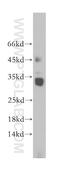 AKAP14 antibody, 14622-1-AP, Proteintech Group, Western Blot image 