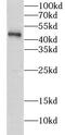 Polyribonucleotide 5 -hydroxyl-kinase Clp1 antibody, FNab01770, FineTest, Western Blot image 