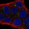 Disabled homolog 1 antibody, NBP2-38661, Novus Biologicals, Immunofluorescence image 