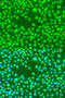RAD23 Homolog B, Nucleotide Excision Repair Protein antibody, 13-590, ProSci, Immunofluorescence image 