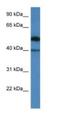 Chromosome 9 Open Reading Frame 64 antibody, NBP1-91506, Novus Biologicals, Western Blot image 
