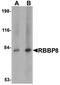 RB Binding Protein 8, Endonuclease antibody, orb75426, Biorbyt, Western Blot image 