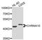Cholinergic Receptor Nicotinic Alpha 10 Subunit antibody, orb136953, Biorbyt, Western Blot image 