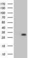 3-hydroxybutyrate dehydrogenase type 2 antibody, NBP2-02651, Novus Biologicals, Western Blot image 