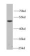 Docking Protein 1 antibody, FNab02500, FineTest, Western Blot image 