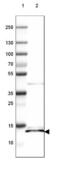 Iron-sulfur cluster assembly enzyme ISCU, mitochondrial antibody, NBP2-38829, Novus Biologicals, Western Blot image 