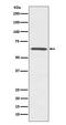 CDC42 Effector Protein 1 antibody, M08856, Boster Biological Technology, Western Blot image 