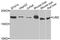 Lens Intrinsic Membrane Protein 2 antibody, orb373848, Biorbyt, Western Blot image 