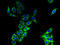 CKLF Like MARVEL Transmembrane Domain Containing 8 antibody, A66054-100, Epigentek, Immunofluorescence image 