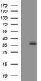 CD326 / EpCAM antibody, TA506656S, Origene, Western Blot image 