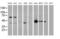 Integrin Alpha FG-GAP Repeat Containing 2 antibody, MA5-25575, Invitrogen Antibodies, Western Blot image 