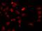 Heterogeneous Nuclear Ribonucleoprotein F antibody, orb167409, Biorbyt, Immunofluorescence image 