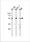 Chromosome 16 Open Reading Frame 71 antibody, TA325144, Origene, Western Blot image 